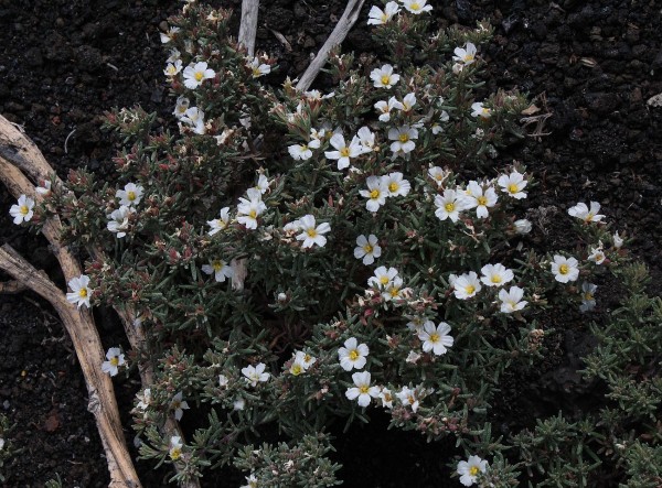 Frankenia capitata, Foto vom 17.2. auf La Palma (© Spender 55)