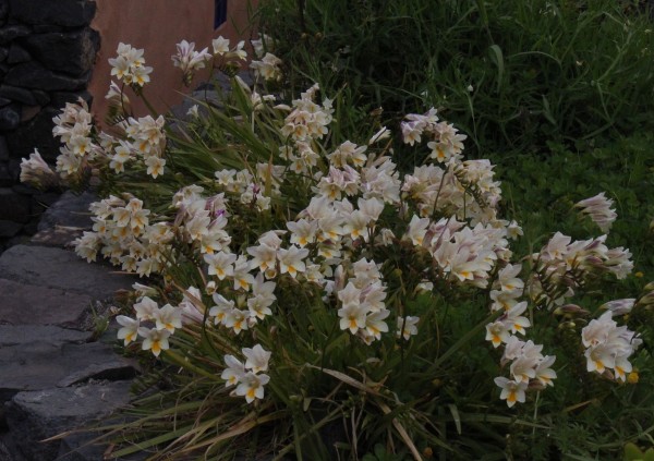 Freesia leichtlinii, Foto vom 16.2. auf La Palma (© Spender 55)