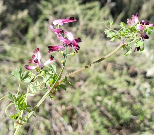 Fumaria muralis, Foto vom 19.2. auf La Palma (© Spender 55)