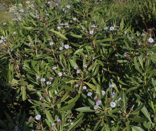 Globularia salicina, Foto vom 27.2. auf La Palma (© Spender 55)