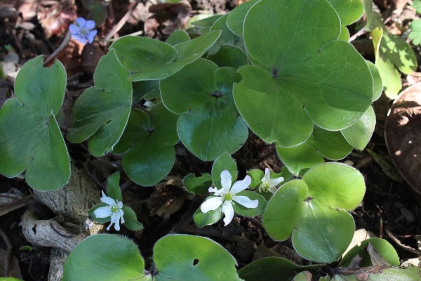 Hepatica maxima, Foto vom 24.3. (© Spender 55)