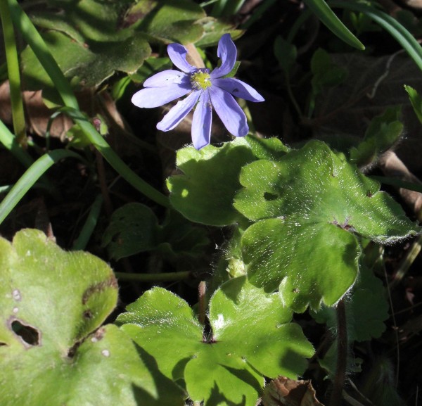 Hepatica transsilvanica, Foto vom 23.3. (© Spender 55)