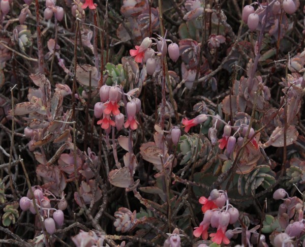 Kalanchoe fedtschenkoi, Foto vom 26.2. auf La Palma (© Spender 55)