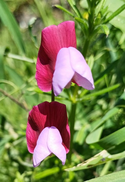 Lathyrus clymenum, Foto vom 23.2 auf La Palma ( © Spender 55)