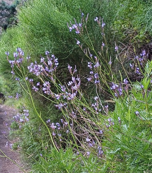 Lavandula canariensis, Foto vom 25.2. auf La Palma (© Spender 55)