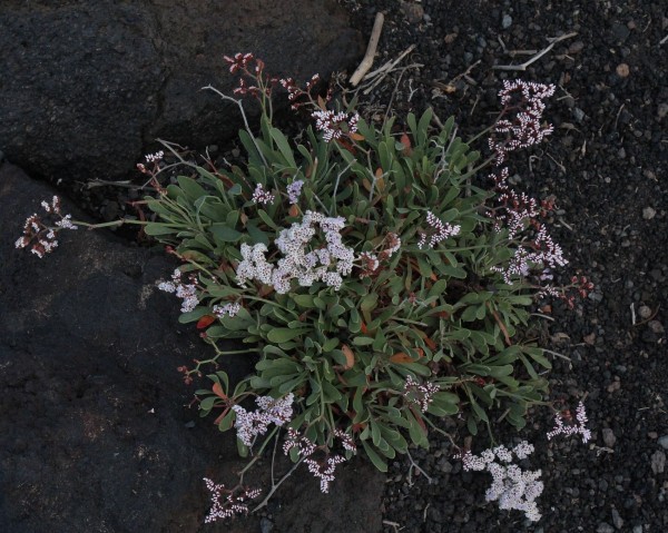 Limonium pectinatum, Foto vom 17.2. auf La Palma (© Spender 55)