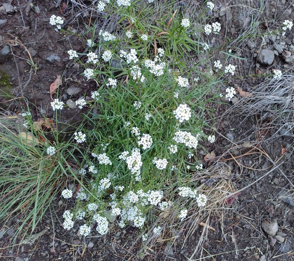 Lobularia canariensis, Foto vom 15.2. auf La Palma (© Spender 55)