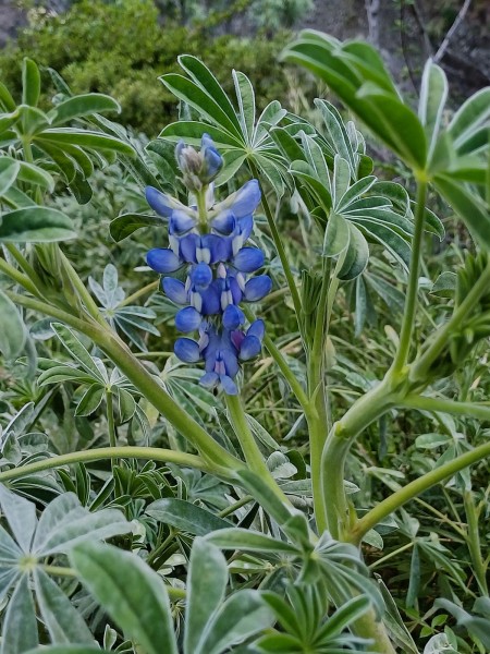 Lupinus cosentinii, Foto vom 21.2. auf La Palma (© Spender 55)