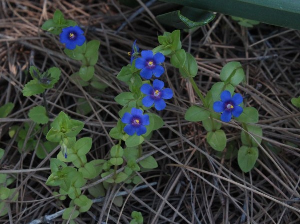Lysimachia foemina, Foto vom 26.2. auf La Palma (© Spender 55)