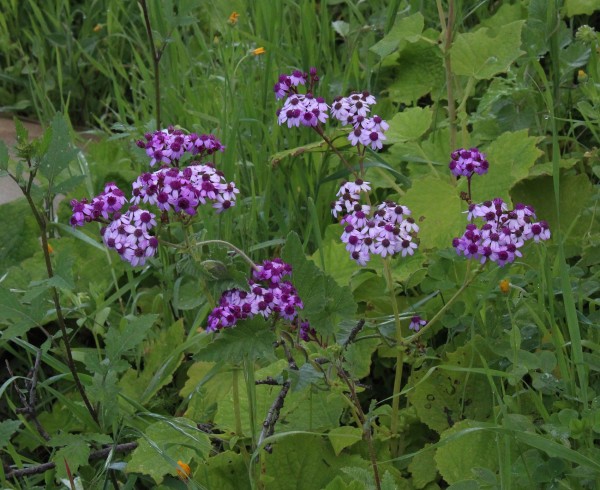 Pericallis papyracea, Foto vom 18.2. auf La Palma (© Spender 55)