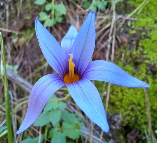 Romulea columnae, Foto vom 19.2. auf den Kanaren (© Spender 55)