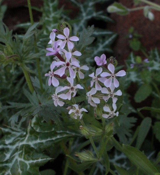 Silene gallica, Foto vom 26.2. auf La Palma (© Spender 55)