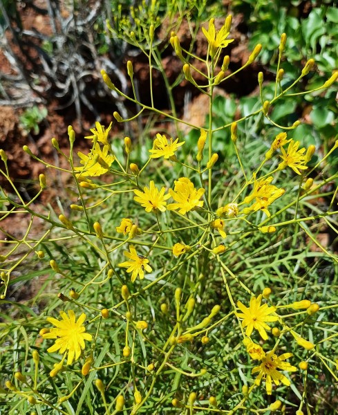 Sonchus leptocephalus, Foto vom 25.2. auf La Palma (© Spender 55)