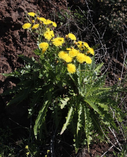 Sonchus hierrensis, Foto vom 22.2. auf La Palma (© Spender 55)
