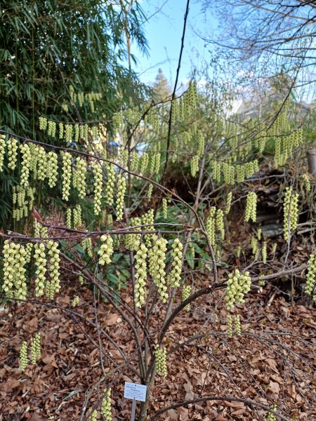 Stachyurus praecox, Foto vom 15.3. (© Spender 55)
