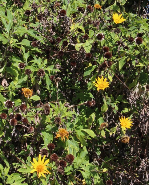 Tithonia diversifolia, Foto vom 21.2. auf La Palma (© Spender 55)