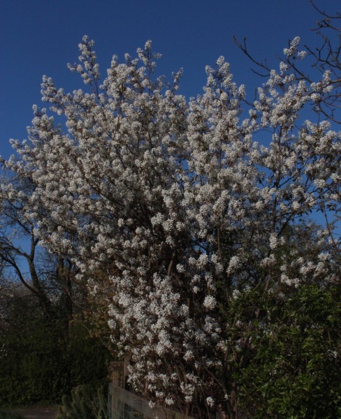 Amelanchier lamarckii, Foto vom 2.4. (© Spender 55)