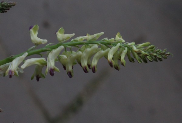 Corydalis ophiocarpa, Foto vom 15.4. (© Spender 55)