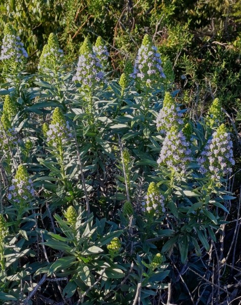 Echium acanthocarpum, Foto vom 18.2. auf La Palma (© Spender 55)