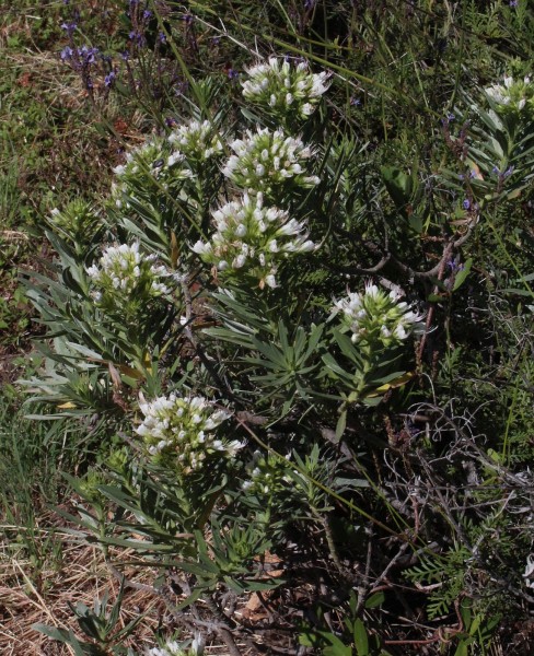 Echium brevirame, Foto vom 16.2. auf La Palma (© Spender 55)