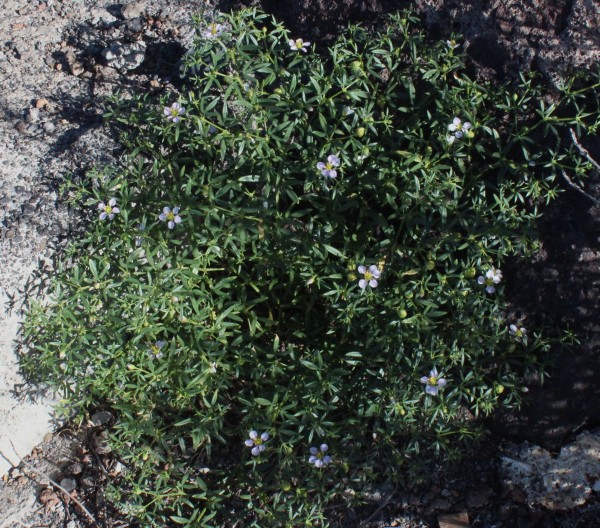 Zygophyllum creticum, Foto vom 25.2. auf La Palma (© Spender 55)