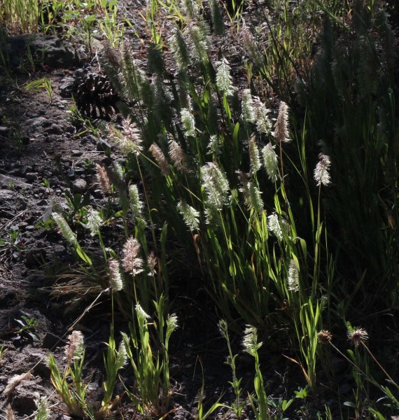 Lamarckia aurea, Foto vom 19.2. auf La Palma (© Spender 55)