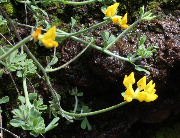 Lotus campylocladus, Foto vom 19.2. auf La Palma (© Spender 55)