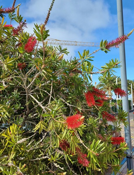 Melaleuca rugulosa, Foto vom 22.2. auf La Palma (© Spender 55)