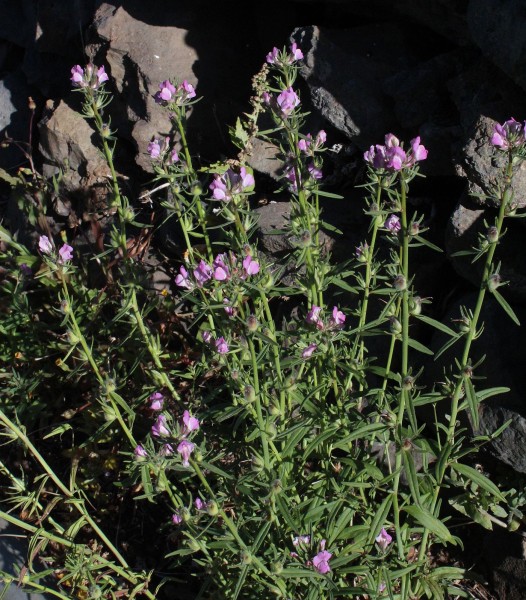 Misopates orontium, Foto vom 17.2. auf La Palma (© Spender 55)