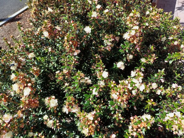 Myrtus communis, Foto vom 14.2. auf La Palma (© Spender 55)
