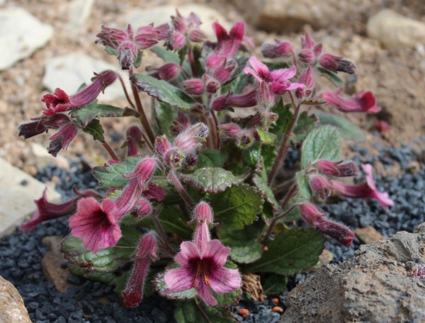 Rehmannia henryi, Foto vom 22.4. ( © Spender 55)