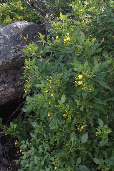 Rubia fruticosa, Foto vom 21.2. auf La Palma (© Spender 55)