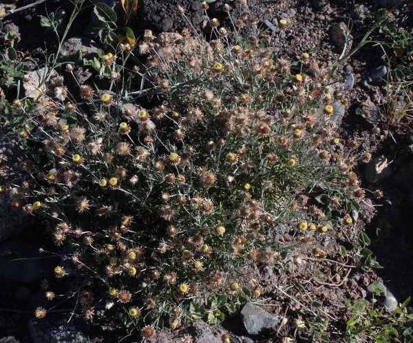 Phagnalon saxatile, Foto vom 21.2. auf La Palma (© Spender 55)