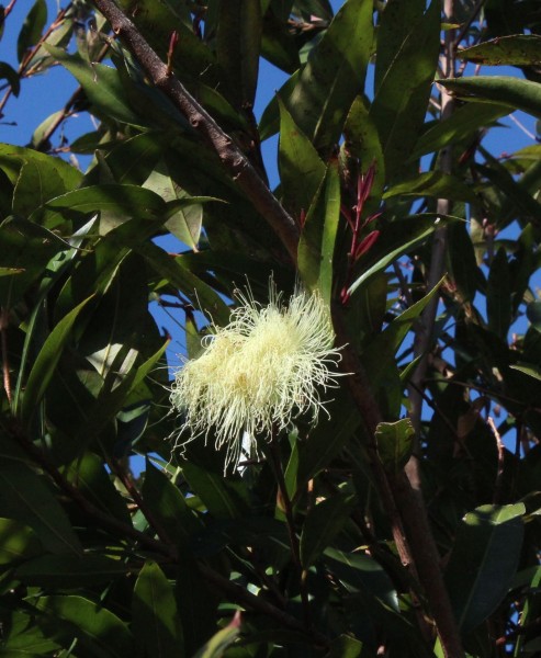 Syzygium jambos, Foto vom 17.2. auf La Palma (© Spender 55)