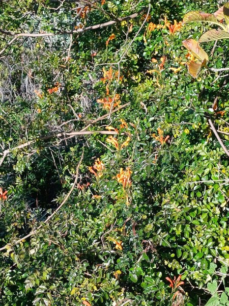 Tecomaria capensis, Foto vom 19.2. auf La Palma (© Spender 55)