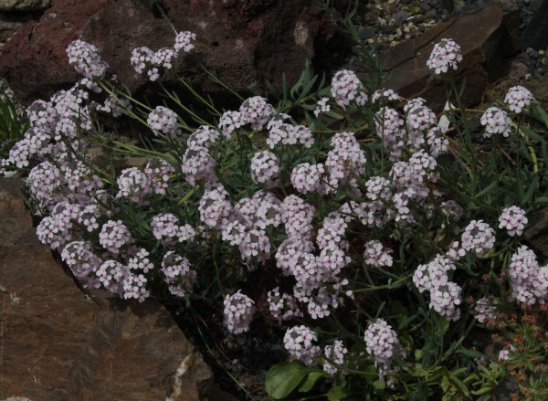 Aethionema edentulum, Foto vom 4.5. (© Spender 55)