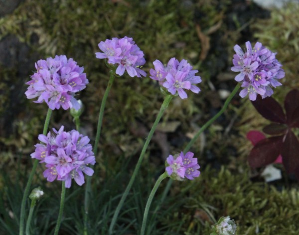 Armeria maritima, Foto vom 18.5.  (© Spender 55)