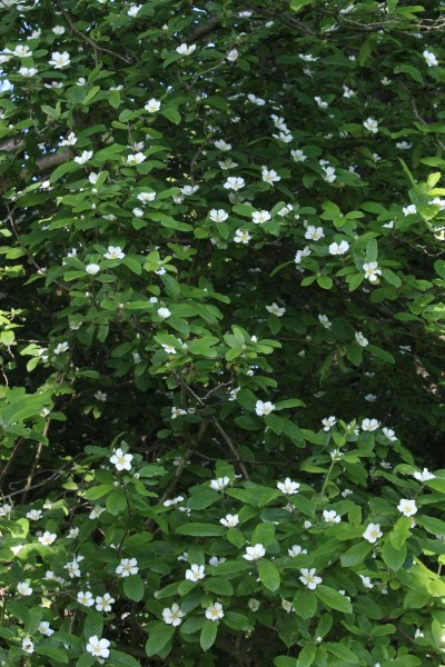 Crataegus germanica, Foto vom 2.5. (© Spender 55)