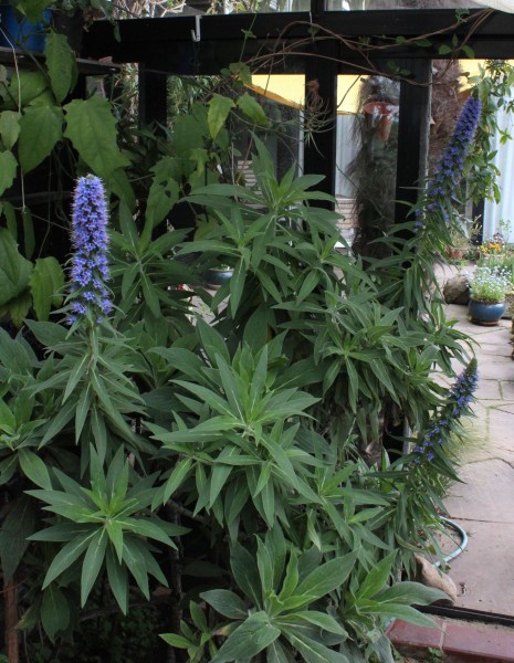 Echium candicans, Foto vom 2.5. (© Spender 55)