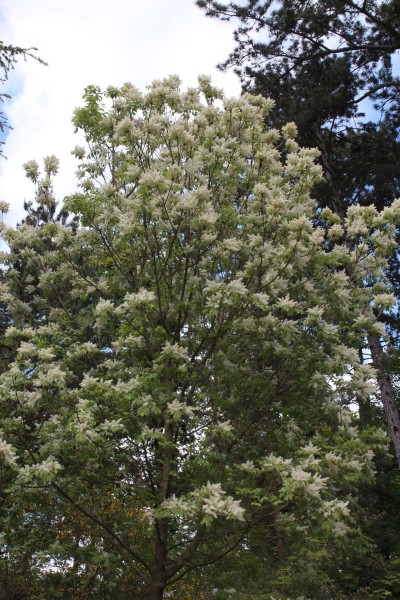 Fraxinus ornus, Foto vom 6.5. (© Spender 55)