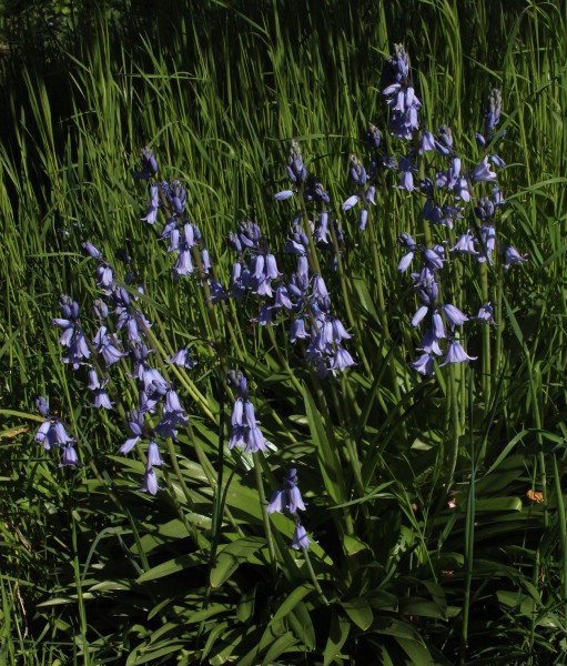 Hyacinthoides non-scripta, Foto vom 26.4. (© Spender 55)