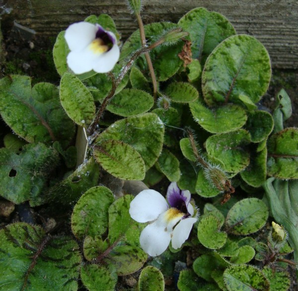 Mazus radicans, Foto vom 22.5. (© Spender 55)