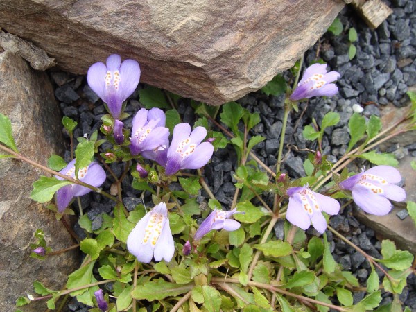 Mazus reptans, Foto vom 29.4. (© Spender 55)