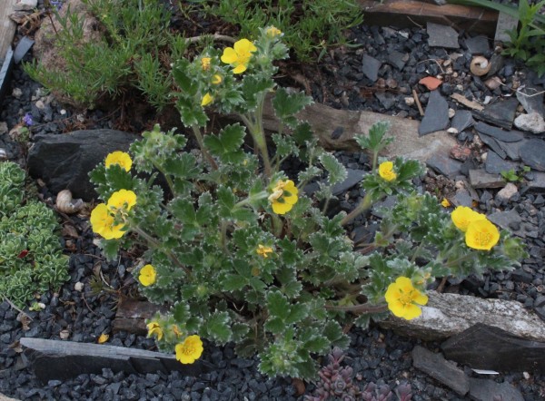 Potentilla pulvinaris, Foto vom 20.5. (© Spender 55)