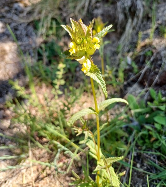 Rhinanthus minor, Foto vom 9.5. (© Spender 55)