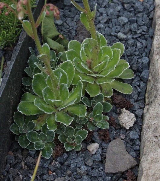 Saxifraga cotyledon, Foto vom 3.5. (© Spender 55)