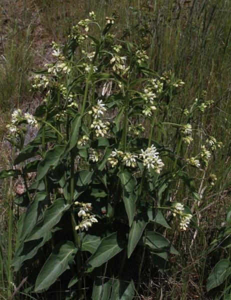Vincetoxicum hirundinaria, Foto vom 9.5. (© Spender 55)