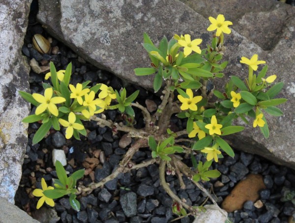 Daphne modesta, Foto vom 5.4. (© Spender 55)