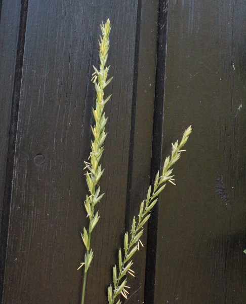 Elymus repens, Foto vom 12.6. (© Spender 55)