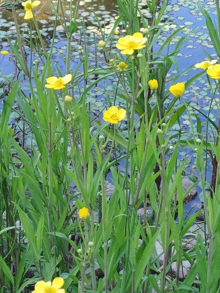 Ranunculus lingua, Foto vom 20.6. (© Spender 55)